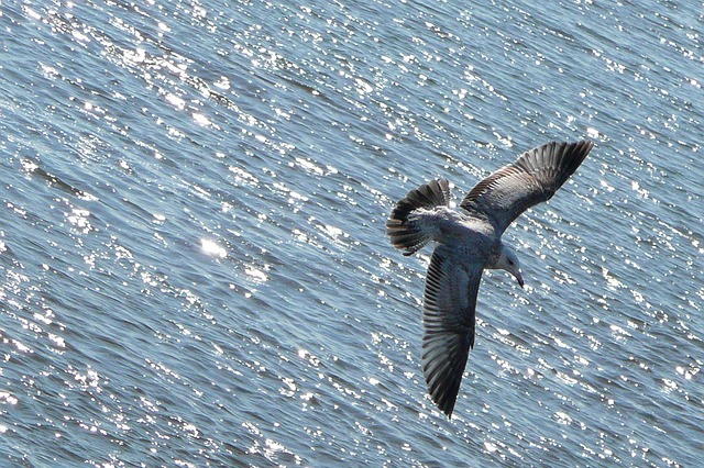 flying-54986_640