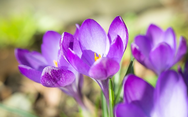 violet-blur-2133993_640
