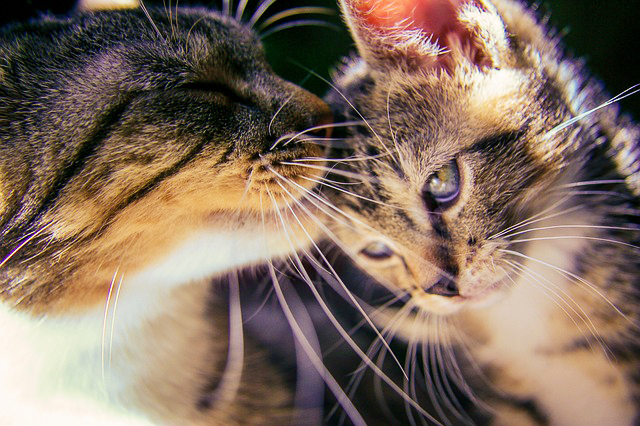 kitten-488667_640